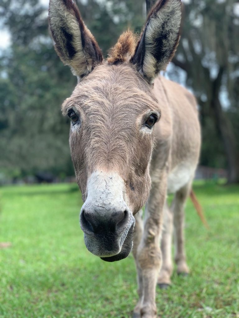 Donkey
