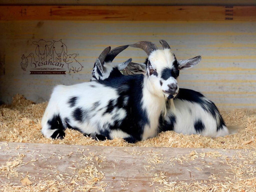 Oswald