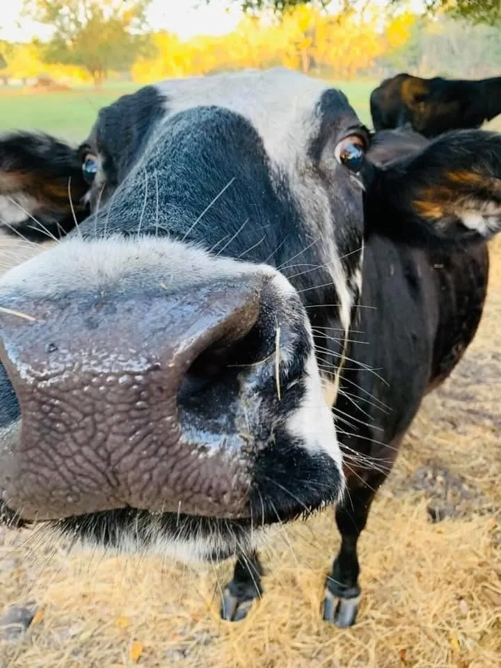 cow2