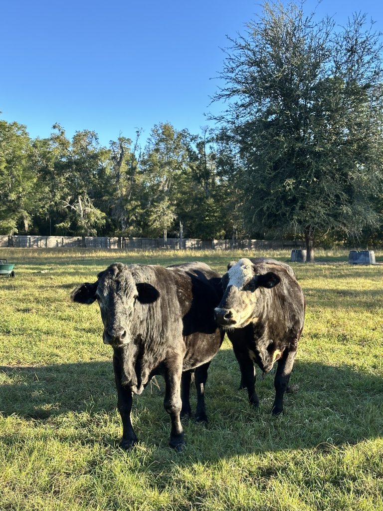 Elizabeth and Phoebe, rescued cows in the pasture at Yesahcan Sanctuary