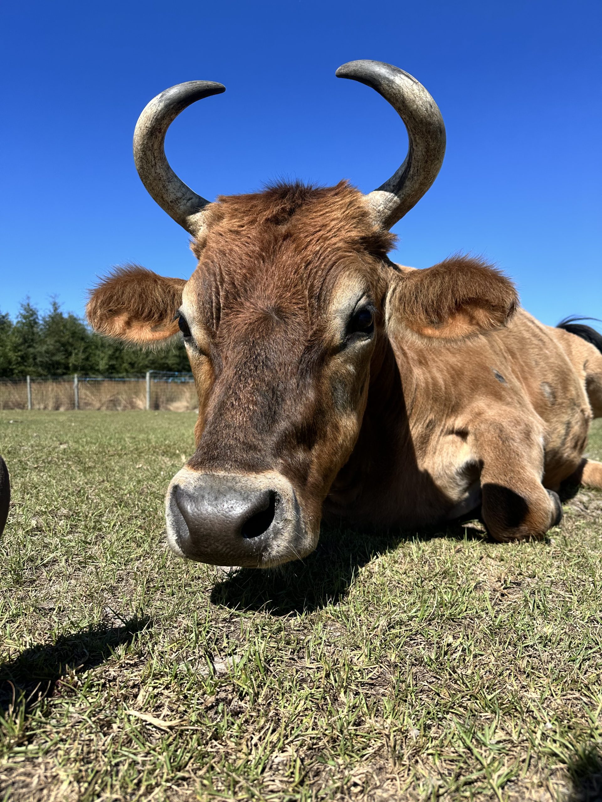 Gus, a rescued cow resting in the pasture at Yesahcan Sanctuary