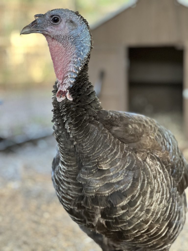 Lola, a rescued turkey at Yesahcan Sanctuary