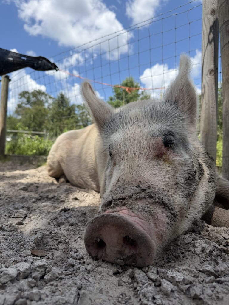 Marlow and Connie, rescued pigs resting in the shade at Yesahcan Sanctuary