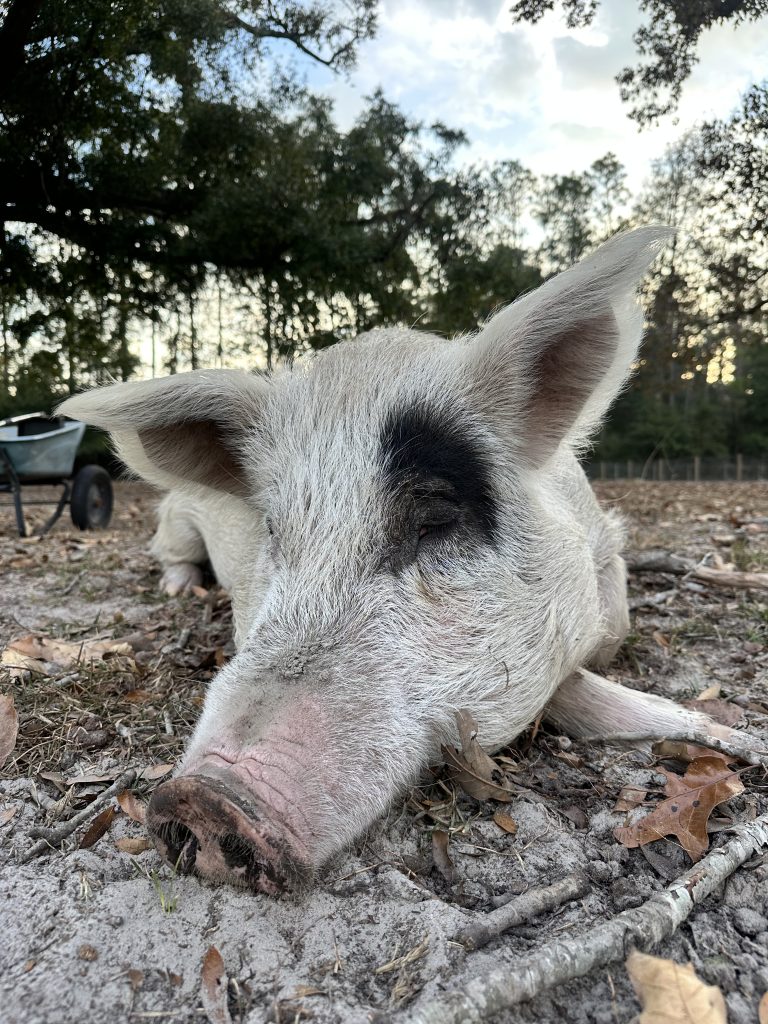 Memphis, a rescued pig napping under the oaks at Yesahcan Sanctuary