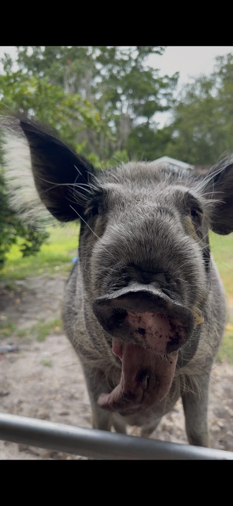 Pete, a rescued pig at Yesahcan Sanctuary
