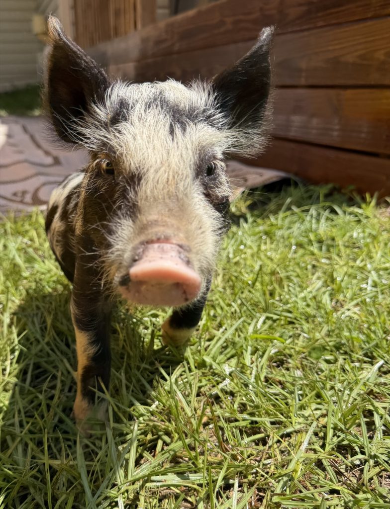 Wyatt, a rescued piglet in the grass at Yesahcan Sanctuary